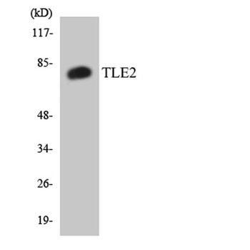 TLE2 antibody