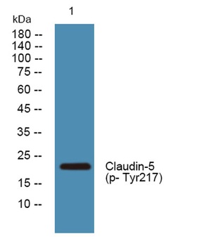 Claudin-5 (phospho-Tyr217) antibody
