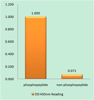 Troponin I-C (phospho Ser43) rabbit pAb