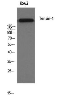 Tensin-1 rabbit pAb