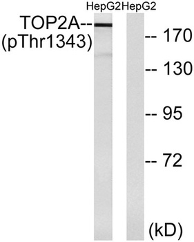 Topo II alpha (phospho-Thr1343) antibody