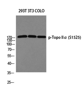 Topo IIα (phospho Ser1525) rabbit pAb