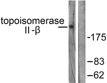 Topo II beta antibody