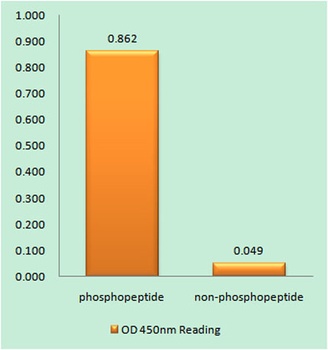 p53 (phospho-Ser366) antibody