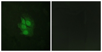 p53 (phospho-Ser392) antibody