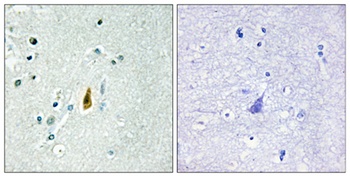 p53 (phospho Thr81) rabbit pAb