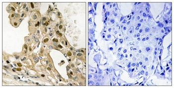 p53 (phospho-Thr387) antibody