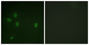 53BP1 (phospho Ser25) rabbit pAb