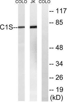 C1s rabbit pAb
