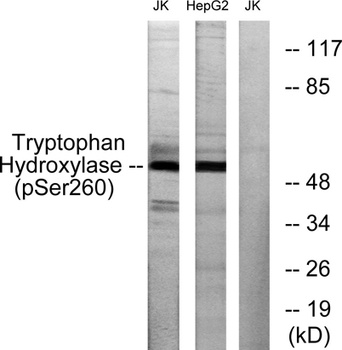 TPH1 (phospho Ser260) rabbit pAb