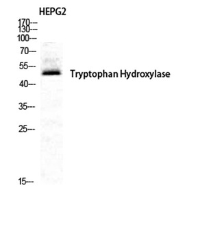 TPH1 antibody