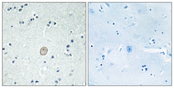 C3aR antibody