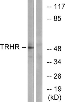 TRH-R1 rabbit pAb