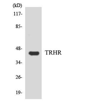 TRH-R1 rabbit pAb