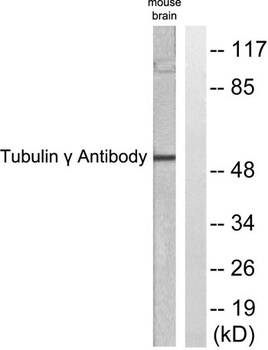 Tubulin γ rabbit pAb