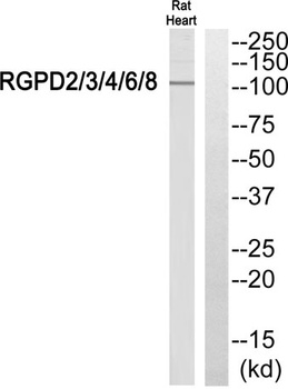 RGPD2/3/4/6/8 rabbit pAb Antibody