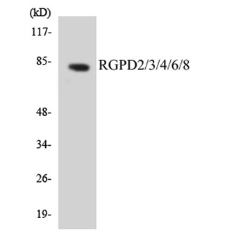 RGPD2/3/4/6/8 rabbit pAb Antibody