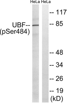 UBF (phospho Ser484) rabbit pAb