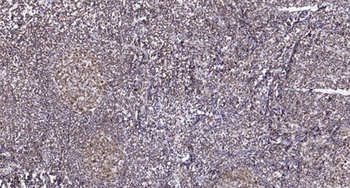 UDP-GlcDH rabbit pAb