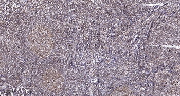 UDP-GlcDH antibody