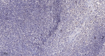 MRP-L49 rabbit pAb