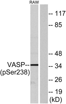 VASP (phospho Ser238) rabbit pAb