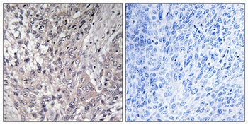 VASP (phospho Ser157) rabbit pAb