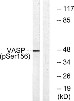VASP (phospho Ser157) rabbit pAb
