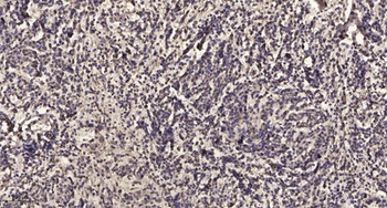 VASP (phospho Thr278) rabbit pAb