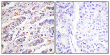 Vav (phospho Tyr174) rabbit pAb