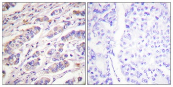 Vav (phospho-Tyr174) antibody