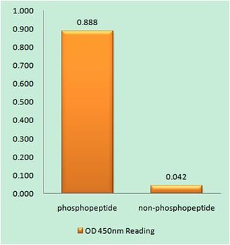 Vav1 (phospho Tyr174) rabbit pAb