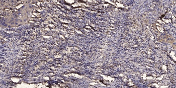 Vav (phospho Tyr160) rabbit pAb