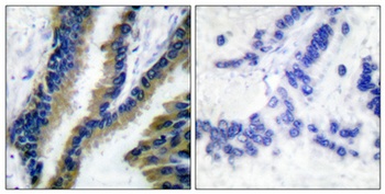 Vav rabbit pAb Antibody