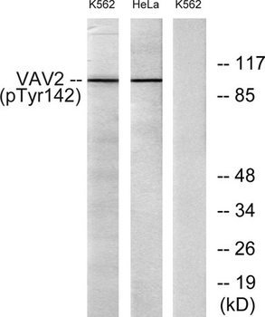 Vav2 (phospho-Tyr142) antibody