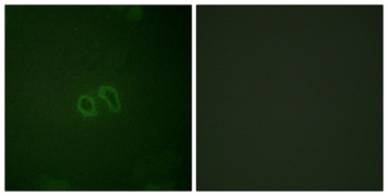 Vinculin (phospho-Tyr821) antibody