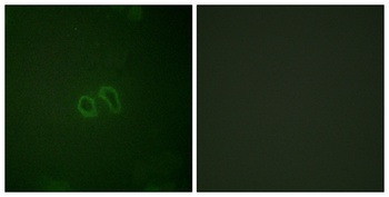 Vinculin (phospho Tyr821) rabbit pAb