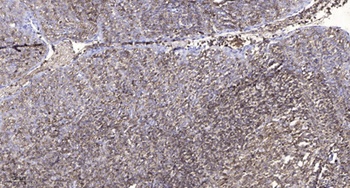 Ezrin (phospho Tyr478) rabbit pAb