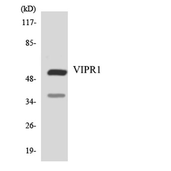 VPAC1 rabbit pAb