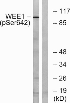 Wee1 (phospho Ser642) rabbit pAb