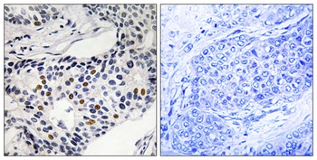 Wee 1 (phospho Ser53) rabbit pAb