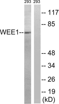 Wee 1 rabbit pAb Antibody