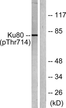 Ku-80 (phospho-Thr714) antibody