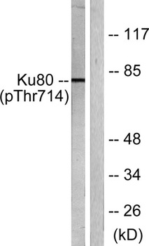 Ku-80 (phospho Thr714) rabbit pAb