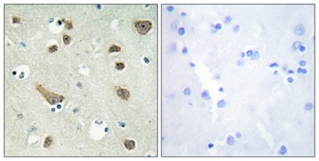 14-3-3 γ rabbit pAb