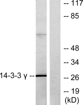 14-3-3 γ rabbit pAb