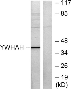 14-3-3 η rabbit pAb