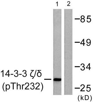 14-3-3 zeta/delta (phospho-Thr232) antibody