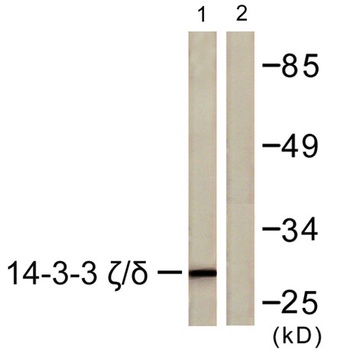 14-3-3 ζ/δ rabbit pAb