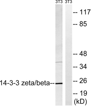 14-3-3 β/ζ rabbit pAb